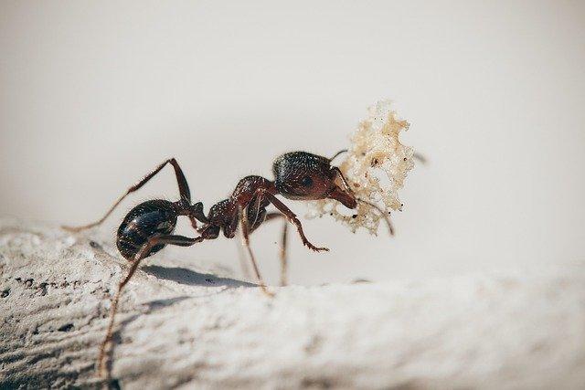 Affordable Ant Control Services
