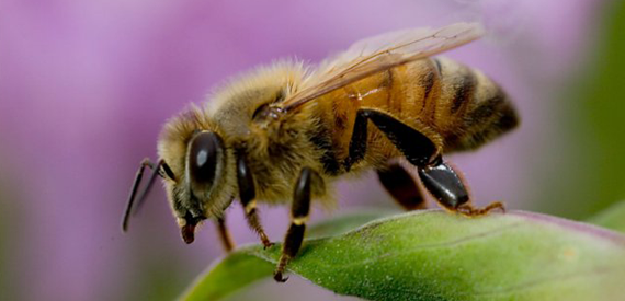 Bee Control Gisborne